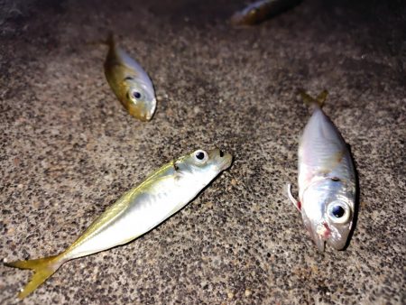 夕マヅメサビキ