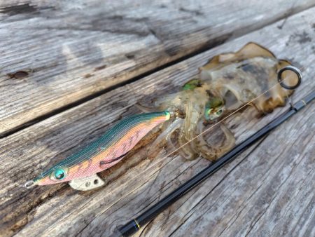 朝からエギング