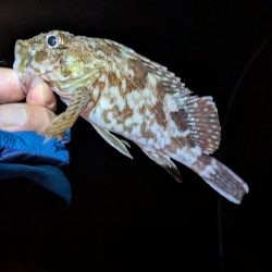 皆さん、何を。