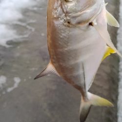 リップルポッパーサマサマ