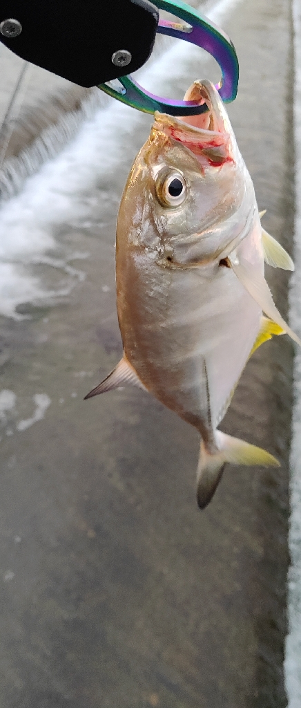 リップルポッパーサマサマ