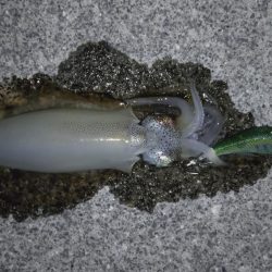 集中して下さい！