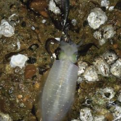 24ルビアス、墨付け完了！