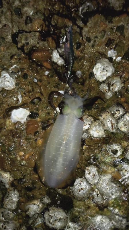 24ルビアス、墨付け完了！