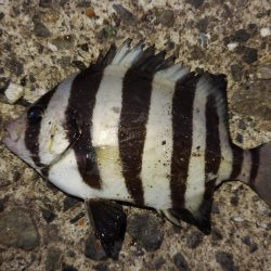 やっぱりだめでした