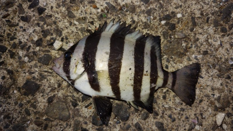 やっぱりだめでした