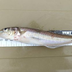 数だけはのびました。