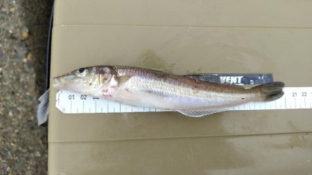 数だけはのびました。