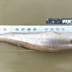 ちょい投げ・・・ではない