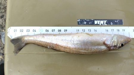 ちょい投げ・・・ではない