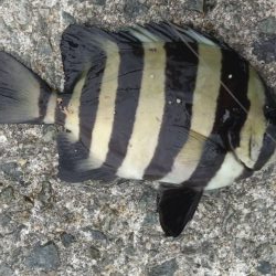 今年初太刀魚調査＆予期せぬ外道も