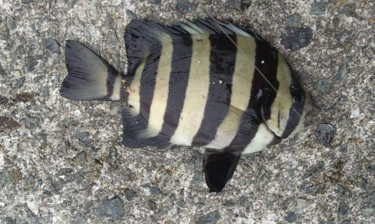 今年初太刀魚調査＆予期せぬ外道も