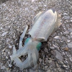 コロッケ釣れた