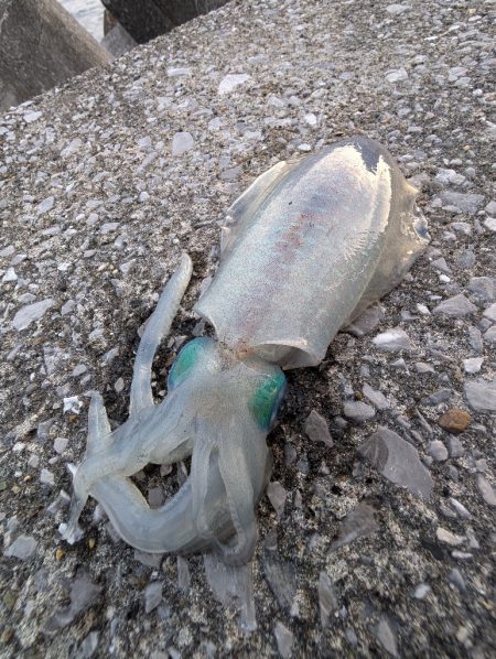 コロッケ釣れた