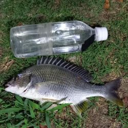 地元の川でぶっこみ釣り