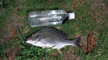 地元の川でぶっこみ釣り