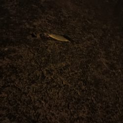 メバリングロッド鱗づけ成功