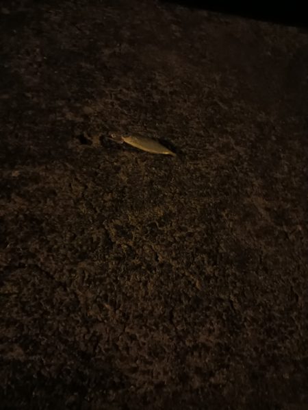 メバリングロッド鱗づけ成功