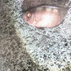 1週間の阿南ライトゲームの釣果