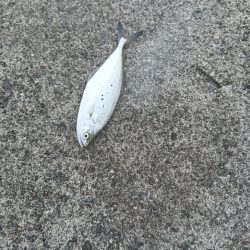 小松島ライトデイゲーム