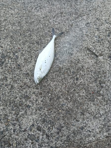 小松島ライトデイゲーム