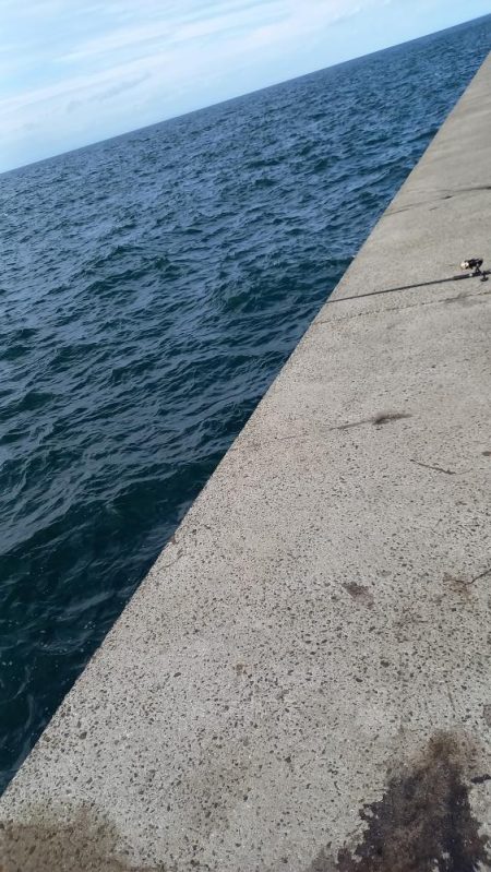 2025秋の青物シーズン開幕