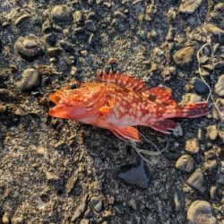 青物ようやく釣れた