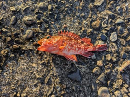 青物ようやく釣れた