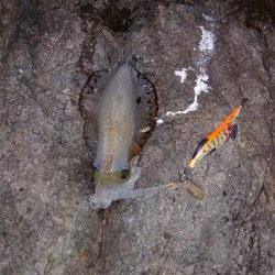 第二回2025秋エギング