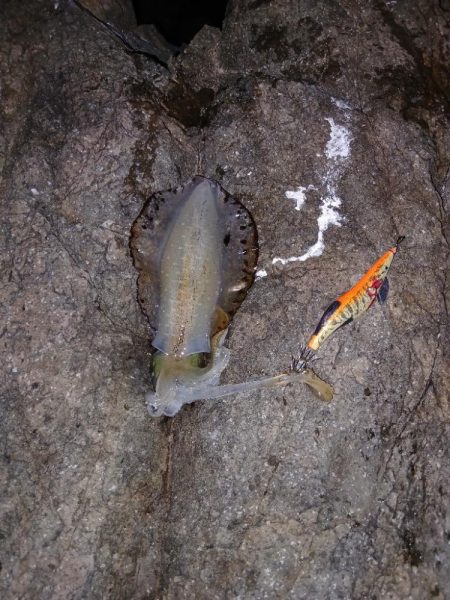 第二回2025秋エギング