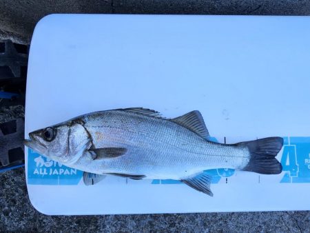 のませでヒラスズキ！シオ！