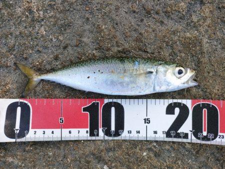 今シーズン初釣行＆初釣果