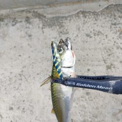 今シーズン2回目釣行はチャリで