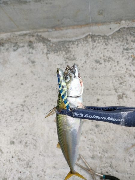 今シーズン2回目釣行はチャリで