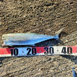 9月最終日にサゴシ