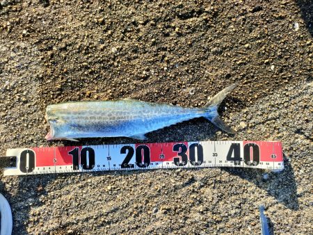 9月最終日にサゴシ