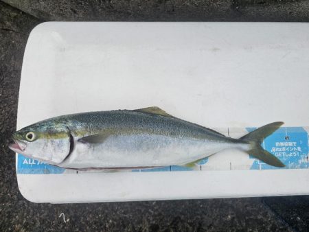 のませ釣りでハマチとシオ