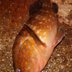 電気ウキ釣り 11