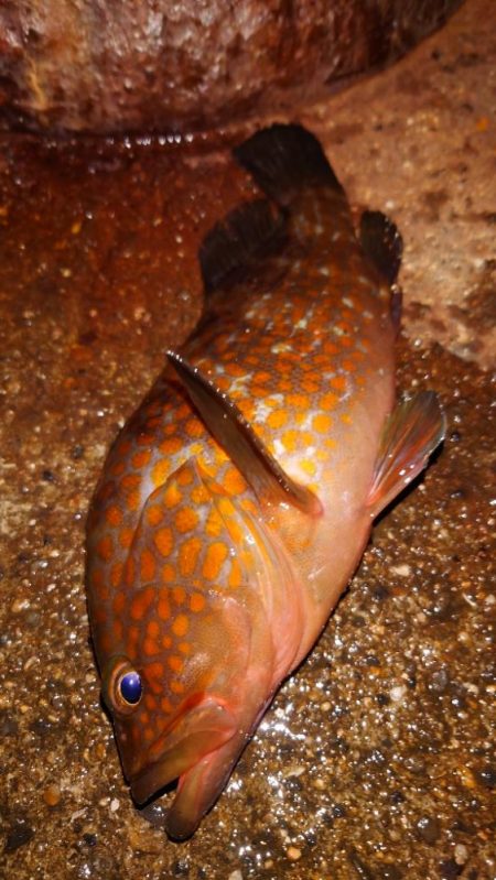 電気ウキ釣り 11