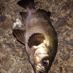 電気ウキ釣り 12