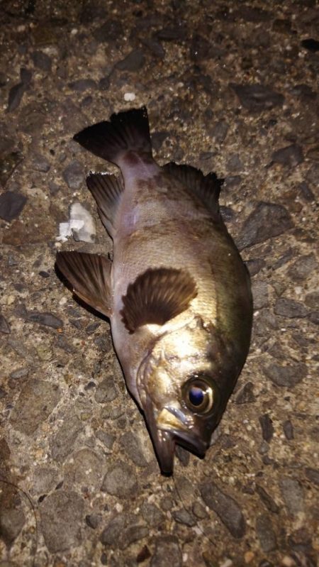 電気ウキ釣り 12