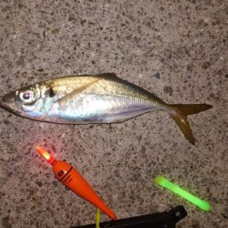 電気ウキ釣り 13