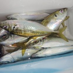 脂のってきています