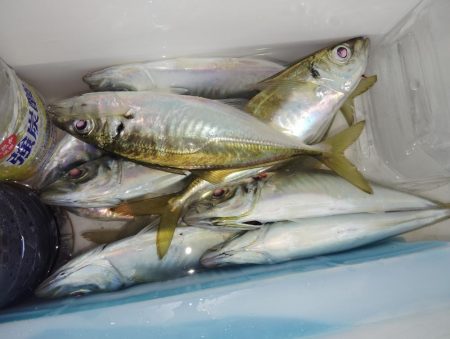 脂のってきています