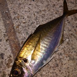 電気ウキ釣り 14