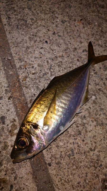 電気ウキ釣り 14