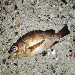 ありがたいお土産