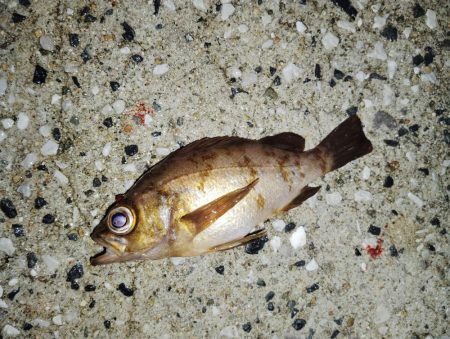 ありがたいお土産