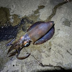 今年初エギング