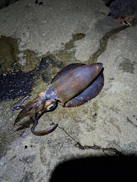 今年初エギング